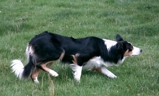 Herr Oscar Hansson 2003, a true hilldog. Placerad i Moelyniadds hilltrial. Utgngen var 600 yards; triangeldrivning, flla o single ingick ocks. Oscar var yngsta hunden av de 69 startande.