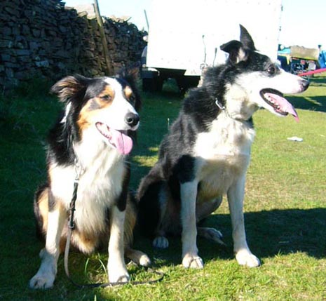 Oscar och Sophie Holts Sid, Deerplay Hill 2006. Bda hundarna var i final.