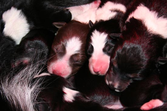 Colours of Border collies.