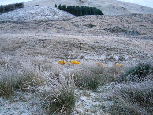 Baggarna lyser skarpt gula mot den frostiga omgivningen. Baggarna frgas fr att synas bttre i bergen.