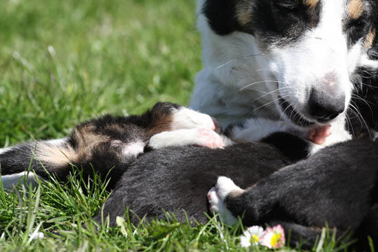 Summer's has a cosy time with her puppies in the garden!