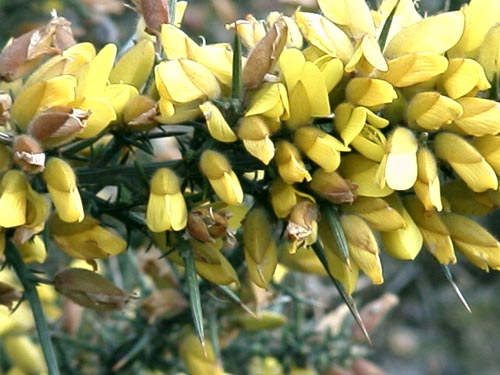 Vr i Wales och de gula taggbuskarna (goosbushes?) blommar fr fullt!