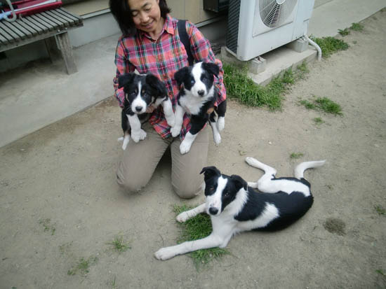 Norkio in japan with her pups. Kotas Cap is looking impressed :-)