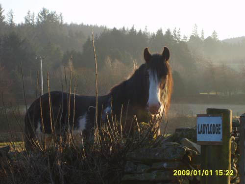 Clydesdale i Ettrick Valley.