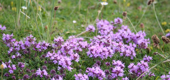 Purple flowers in numbers on Berneray.