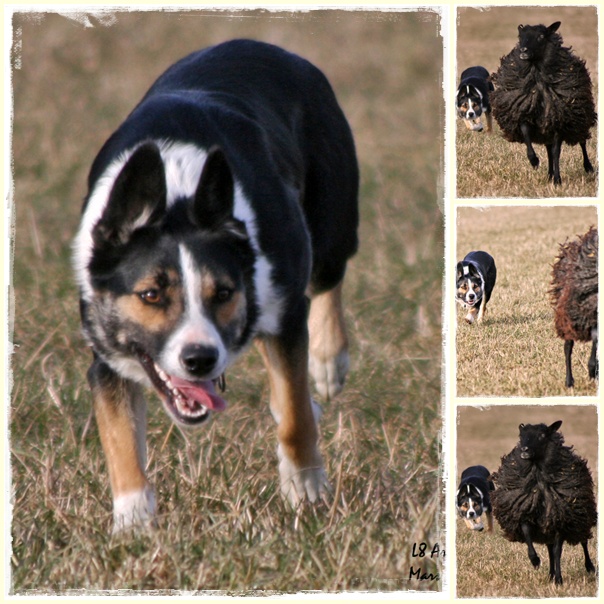 Hold Em Somolli!!! Molli blev godknd vallhund 21/3-09. Molli passed her working sheepdogtest on 21/3.