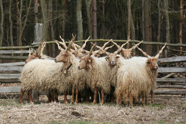 Hungarian RATKA sheep. Thanks for sharing Nicola G.